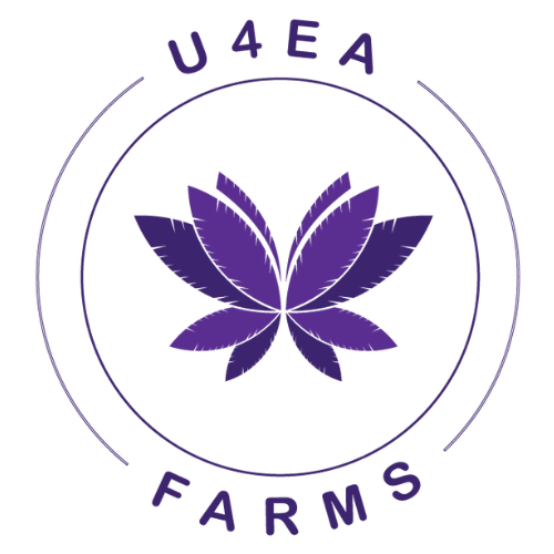 U4EA